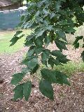 Evelyn Field Maple